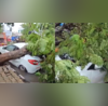 Ahmedabad Large Tree Falls Crushes Cars in KK Nagar Amid Heavy Rain Video