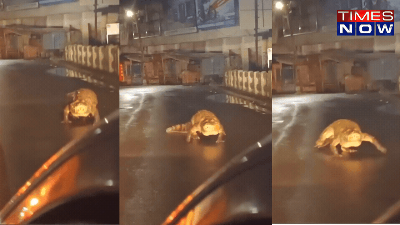 mumbai: large-size alligator seen taking night stroll on busy road in konkan's chiplun-see video