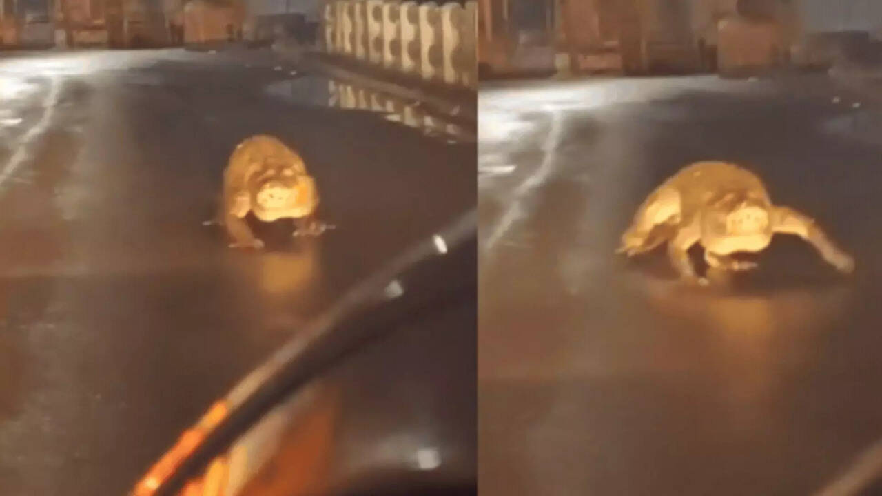  சாலையில் உலா வந்த பெரிய முதலை.. மகாராஷ்டிராவில் அதிர்ச்சி சம்பவம்.. வீடியோ வைரல் 