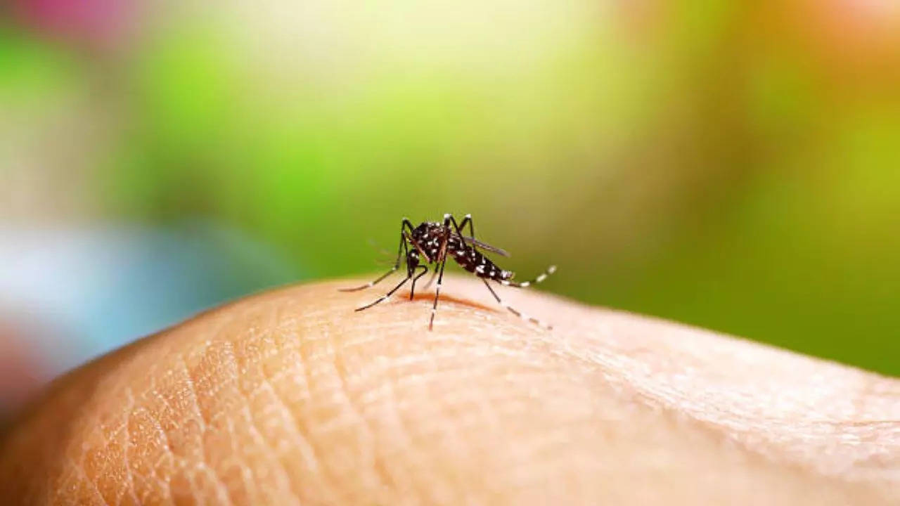 Nashik Reports Surge In Dengue Cases Heres What You Should Do To Keep Yourself Safe