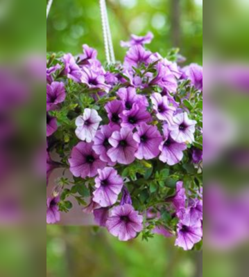 Beautiful Hanging Plants For Your Backyard