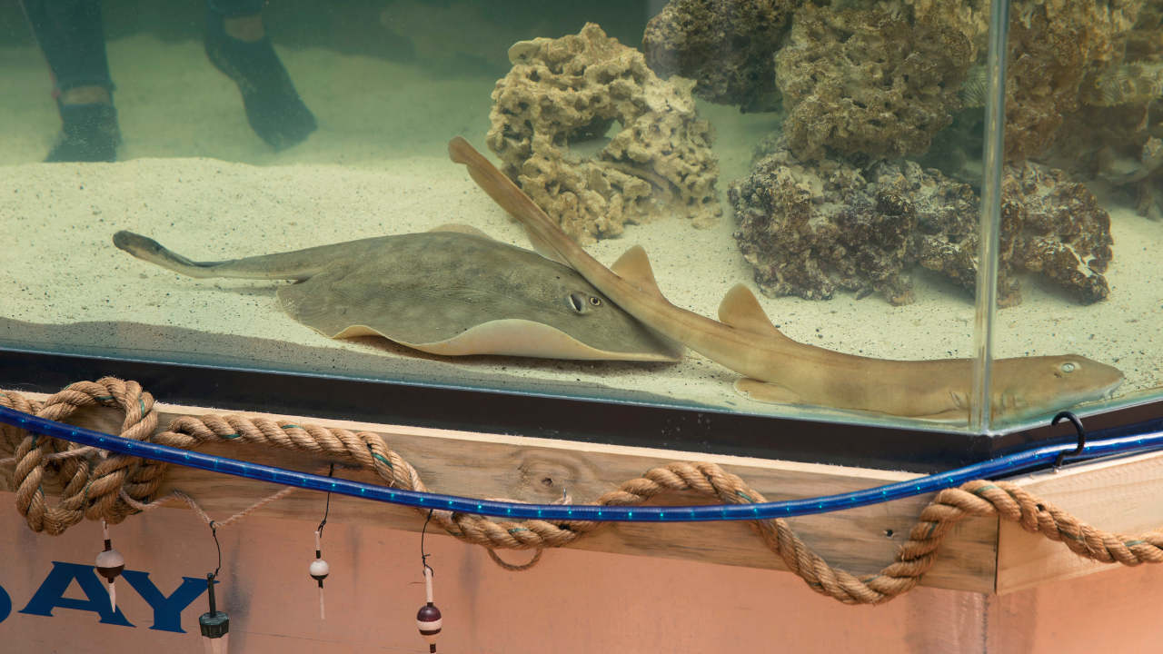 Charlotte, a round stingray, has died