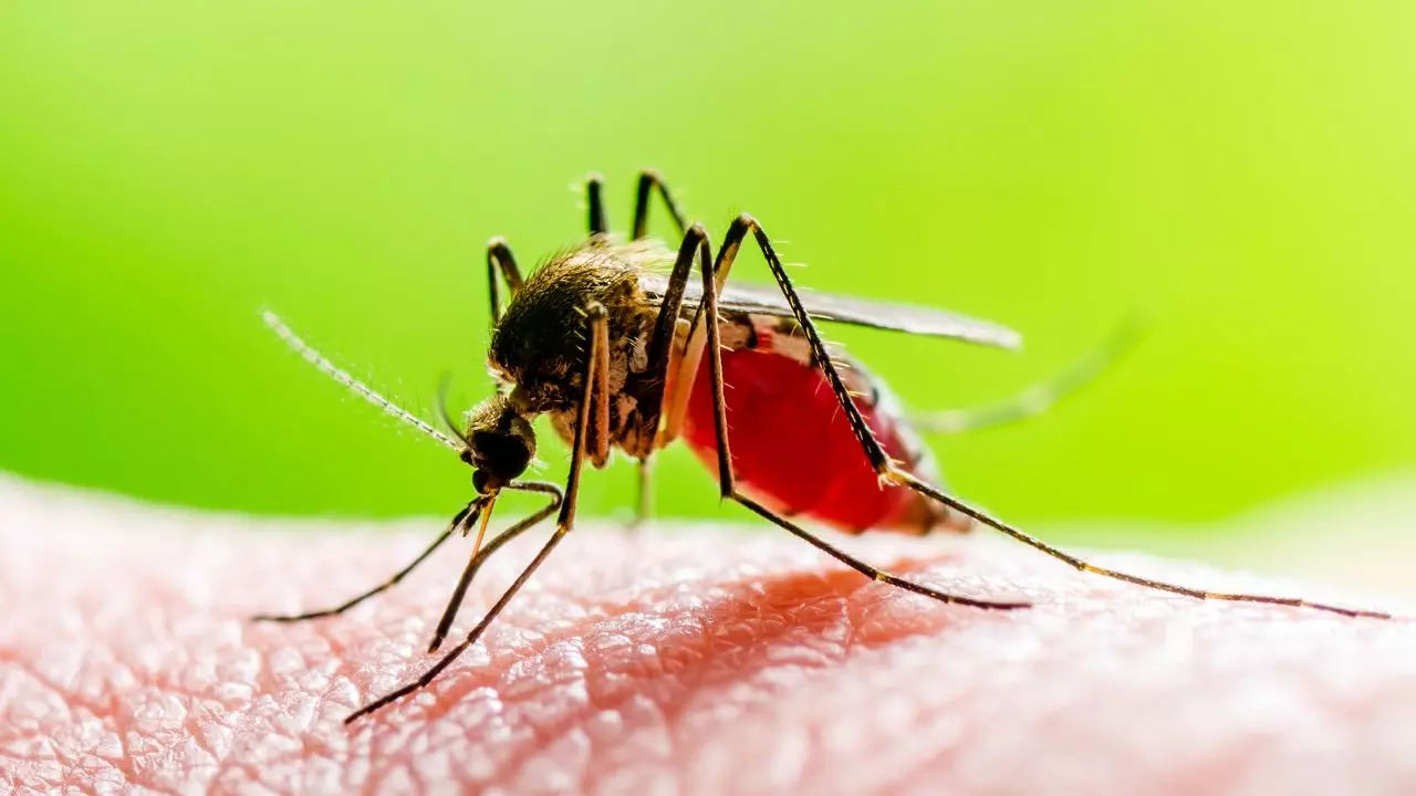 Pune Reports First Case Of Zika Virus In Pregnant Woman