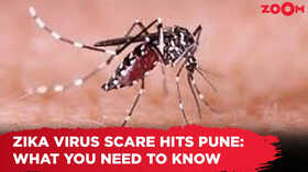 Zika virus scare hits Pune What you need to know
