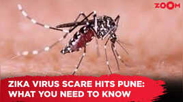 Zika virus scare hits Pune What you need to know