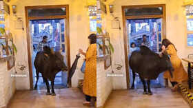 Uttarakhand Cafe Manager Regrets Attempt to Remove Bull Blocking Entrance