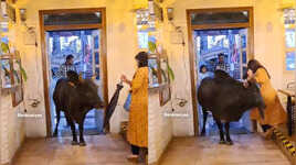Uttarakhand Cafe Manager Regrets Attempt to Remove Bull Blocking Entrance