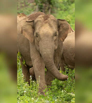 The 5 Distinct Types of Elephants