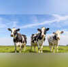 Hyderabad Three Cows Brutally Attacked In Kakaguda