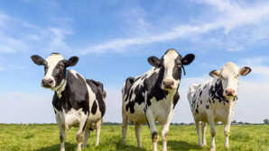 Hyderabad Three Cows Brutally Attacked In Kakaguda