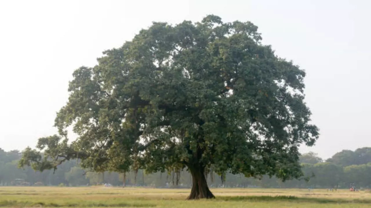 Representative Image: Banyan Tree