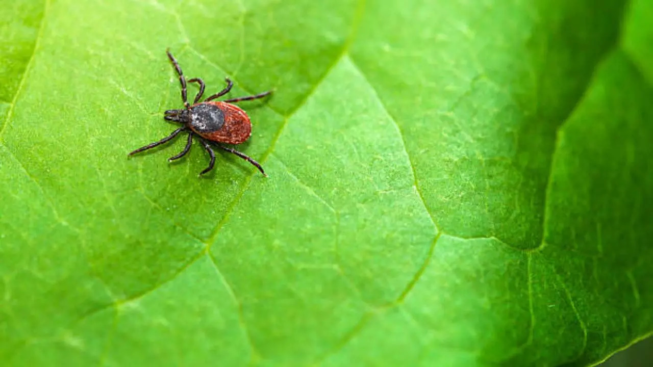 New tick killing pill to prevent lyme disease