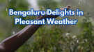 Calm Weather with Light Rain All Day Bengaluru Continues to Delight in Pleasant Conditions Check 7-Day Forecast