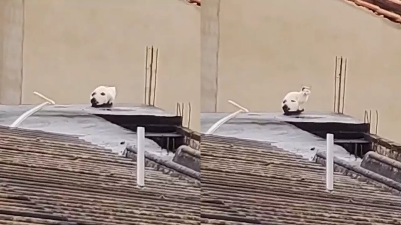 The optical illusion of a dog's head is actually a piebald cat on a roof. | @Catshealdeprsn/X