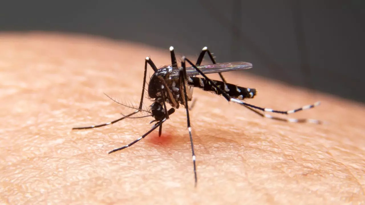 NIV Says 50 Percent Positivity Rate In Pune’s Dengue Samples
