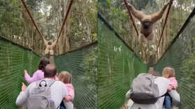 Caught on Camera Family Ducks to Let Gibbon Swing Over Them on Forest Bridge