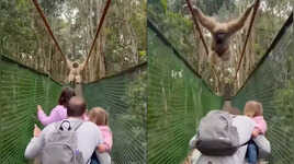 Caught on Camera Family Ducks to Let Gibbon Swing Over Them on Forest Bridge