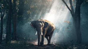 A Feast Fit For Elephants New Restaurant Opens In Odishas Chandaka Wildlife Sanctuary