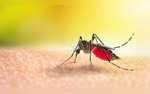 Dengue Can Be Fatal Expert-backed Tips To Identify Early Signs And Symptoms
