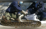 Another Indonesian Woman Swallowed By Python Husband Finds Slippers Pants