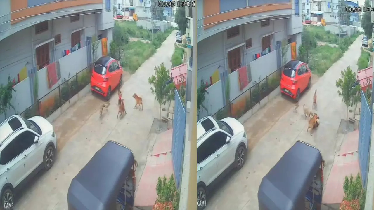 Stray dogs menace in Telangana