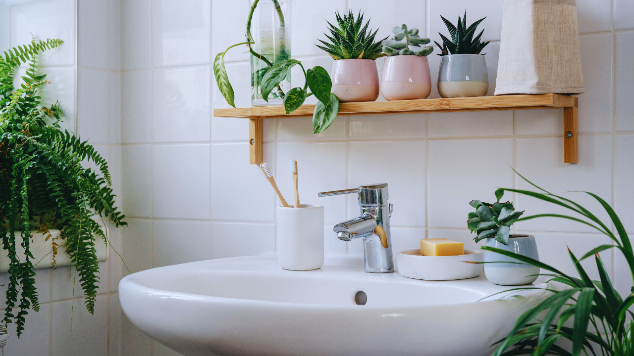 Should You Keep Indoor Plants In Your Bathroom?
