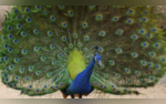 Peacock on Board Womans Unique Pet Shocks Airline Passengers  Video