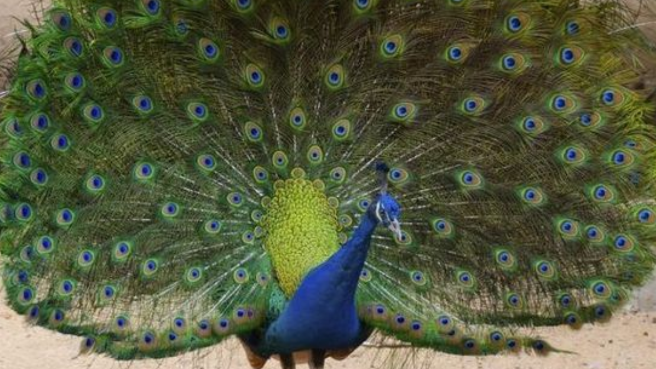 Passenger Stunned as Woman Brings Peacock on Flight