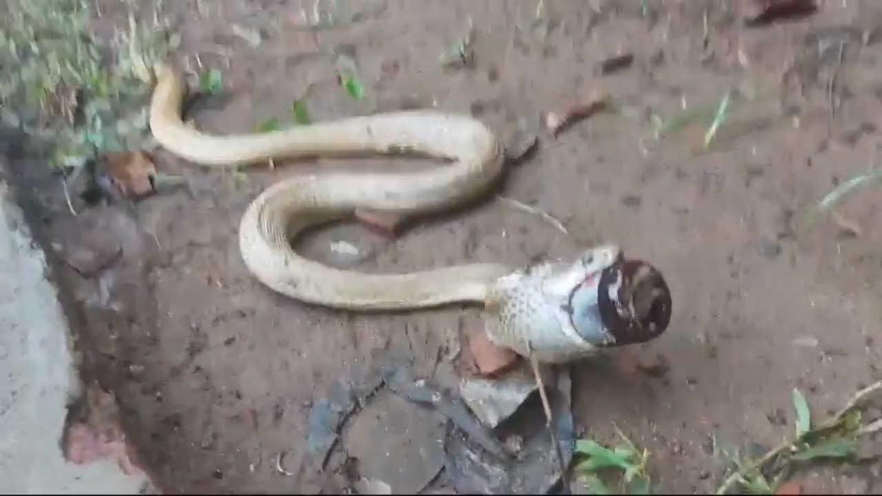 VIDEO | Cobra Found Struggling After Swallowing Cough Syrup Bottle, Rescued