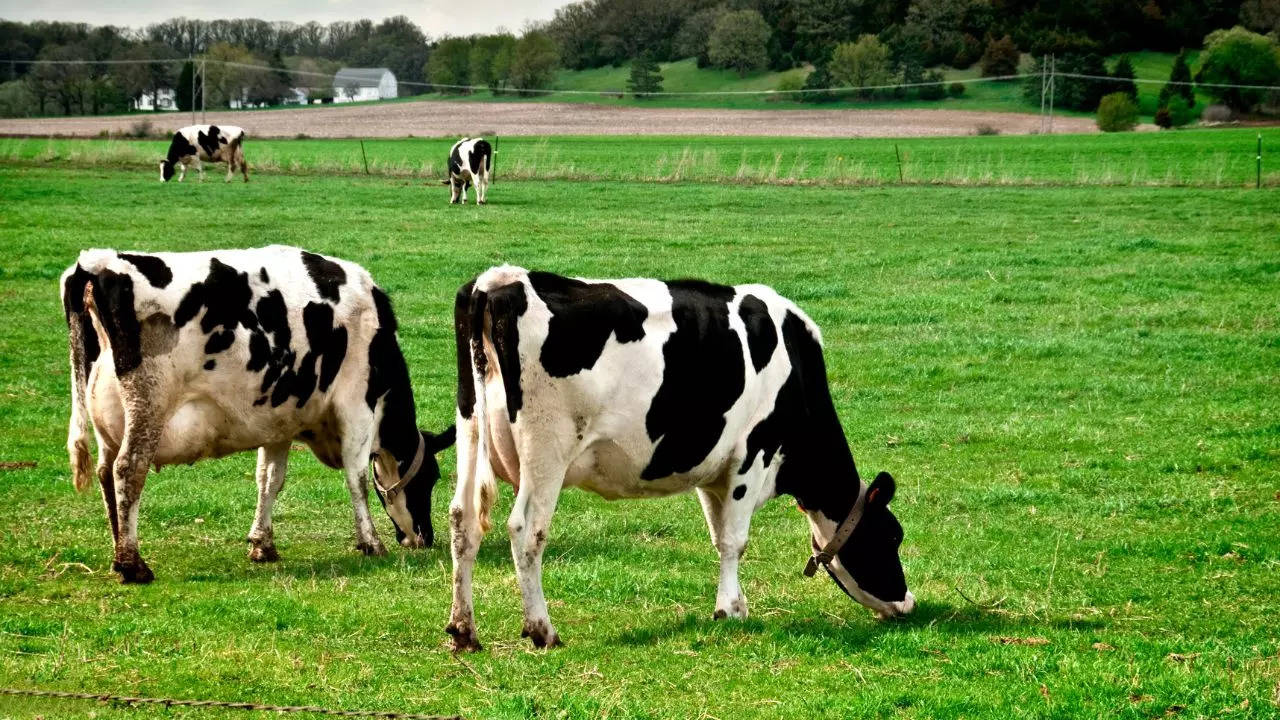 CDC Confirms Fourth Case Of Bird Flu Linked To Dairy Cattle