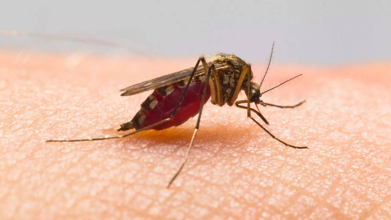 health tips how to get rid of mosquitoes