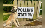 Dogs Cats And Horses at UK Polling Stations Who Is Your Favorite