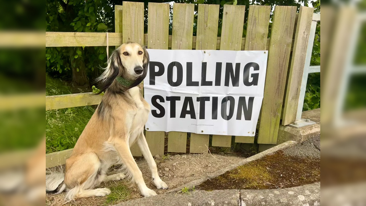 Dogs At Polling Stations