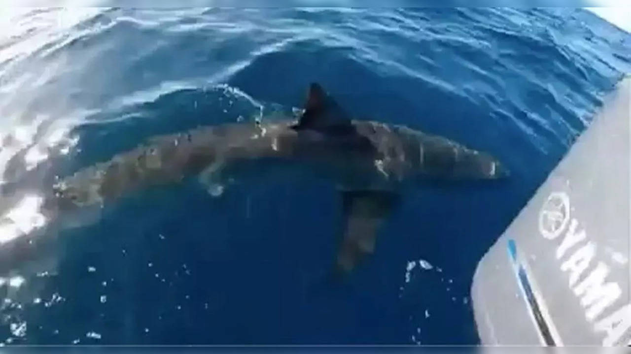 Shark In Texas Beach