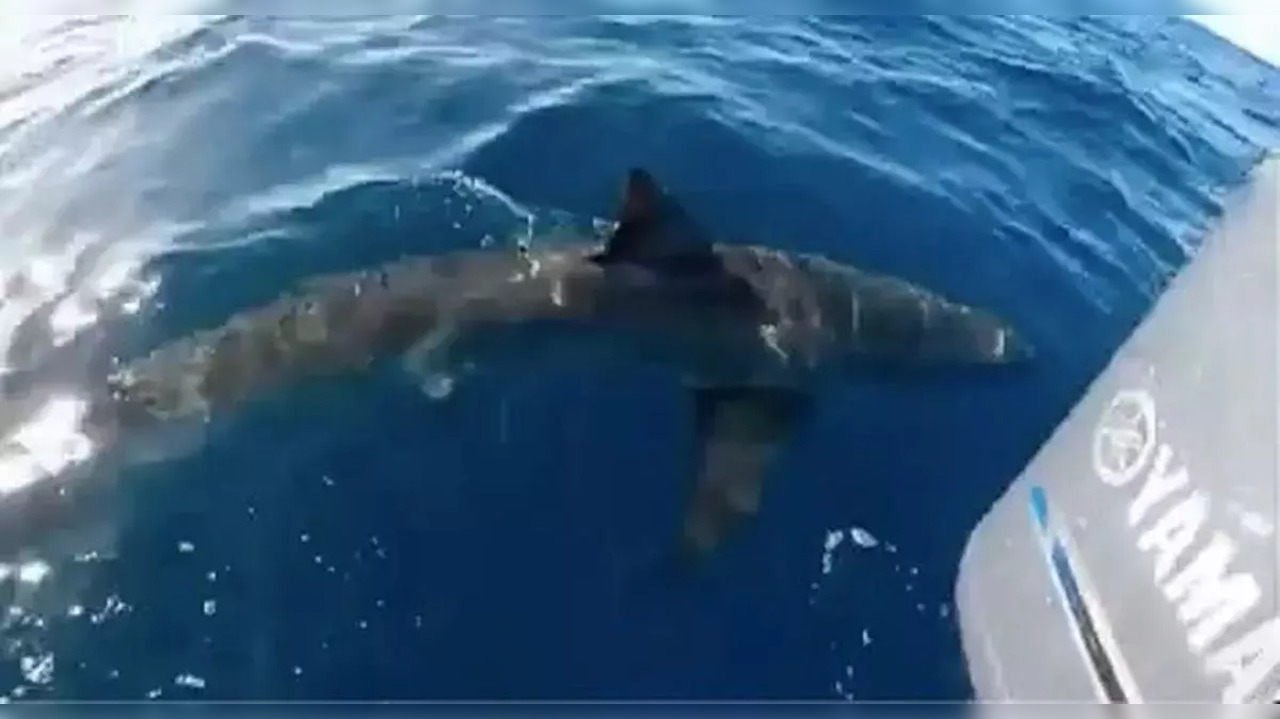 Shark spotted on video near South Padre Island in Texas before series of attacks on July 4