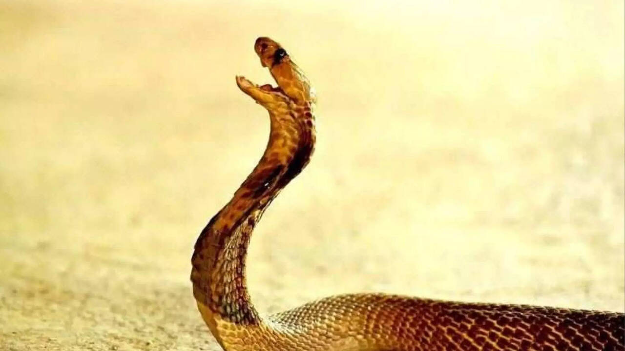  தன்னை கடித்த பாம்பை ரயில்வே ஊழியர் பதிலுக்கு கடித்ததில் பாம்பு மரணம்.. உயிரை காப்பாற்றிய பாரம்பரிய பழக்கம்? 