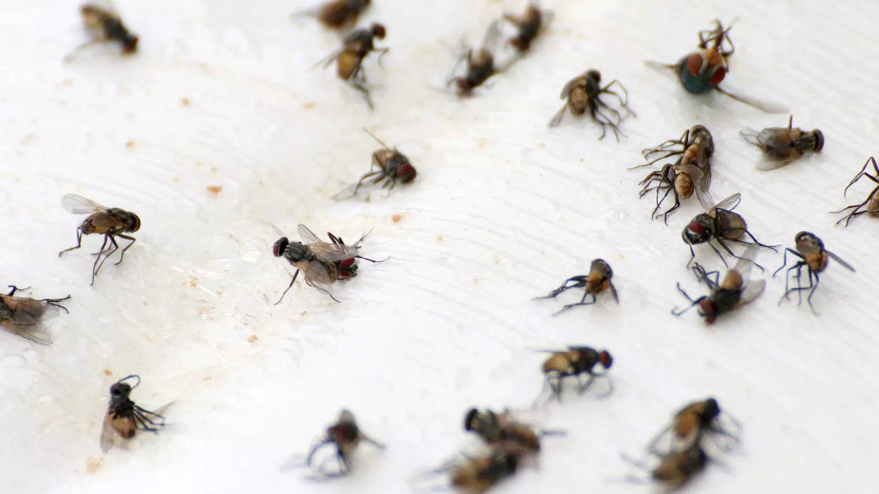 how to get rid of flies, most effective ways according to insect experts