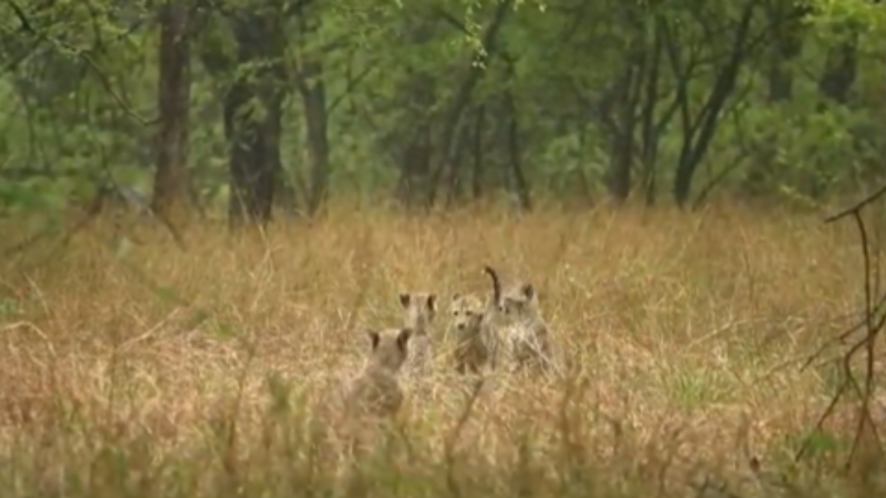 watch: cheetah ‘gamini’ and her 5 cubs play in the rain at kuno national park in madhya pradesh