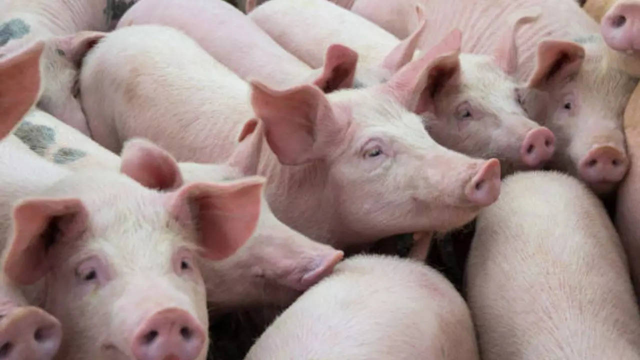 African Swine Fever is a highly contagious and deadly swine disease 