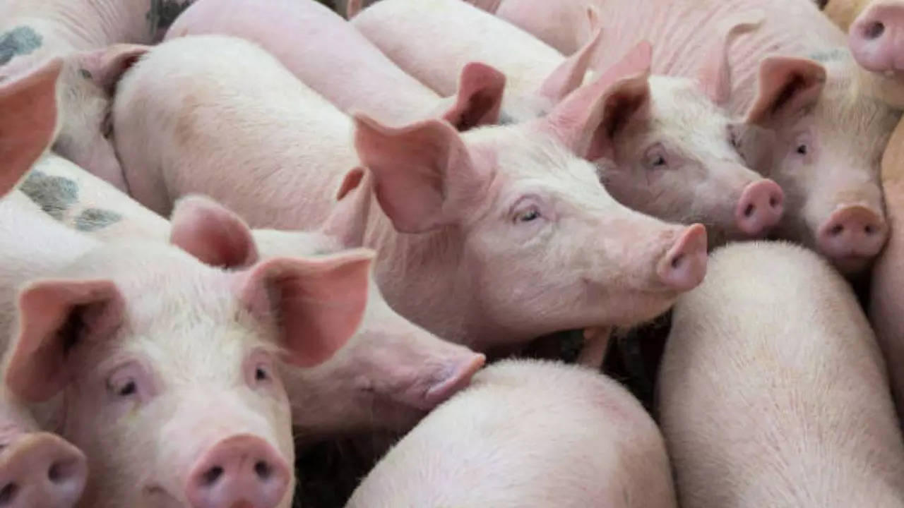 What Is African Swine Fever Reported In Kerala? Do You Need To Be Worried?