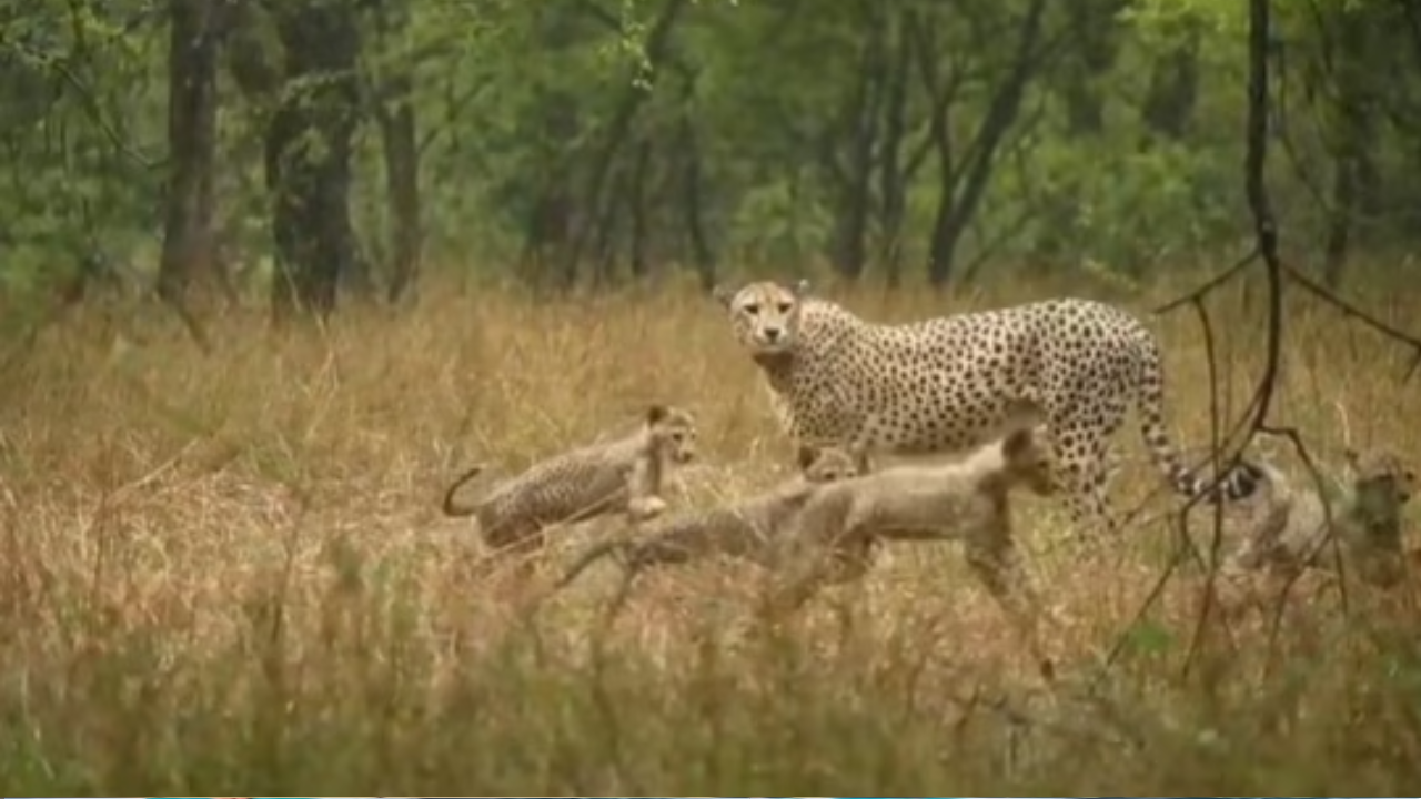 Caught on camera: Cheetah ‘Gamini’ and her five cubs enjoy the rain at Kuno National Park