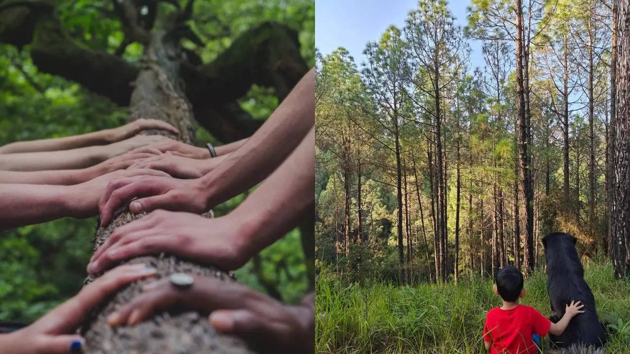 Forest Bathing: Why Travellers Are Turning To The Forests For Respite. Credit: Forest Therapy India