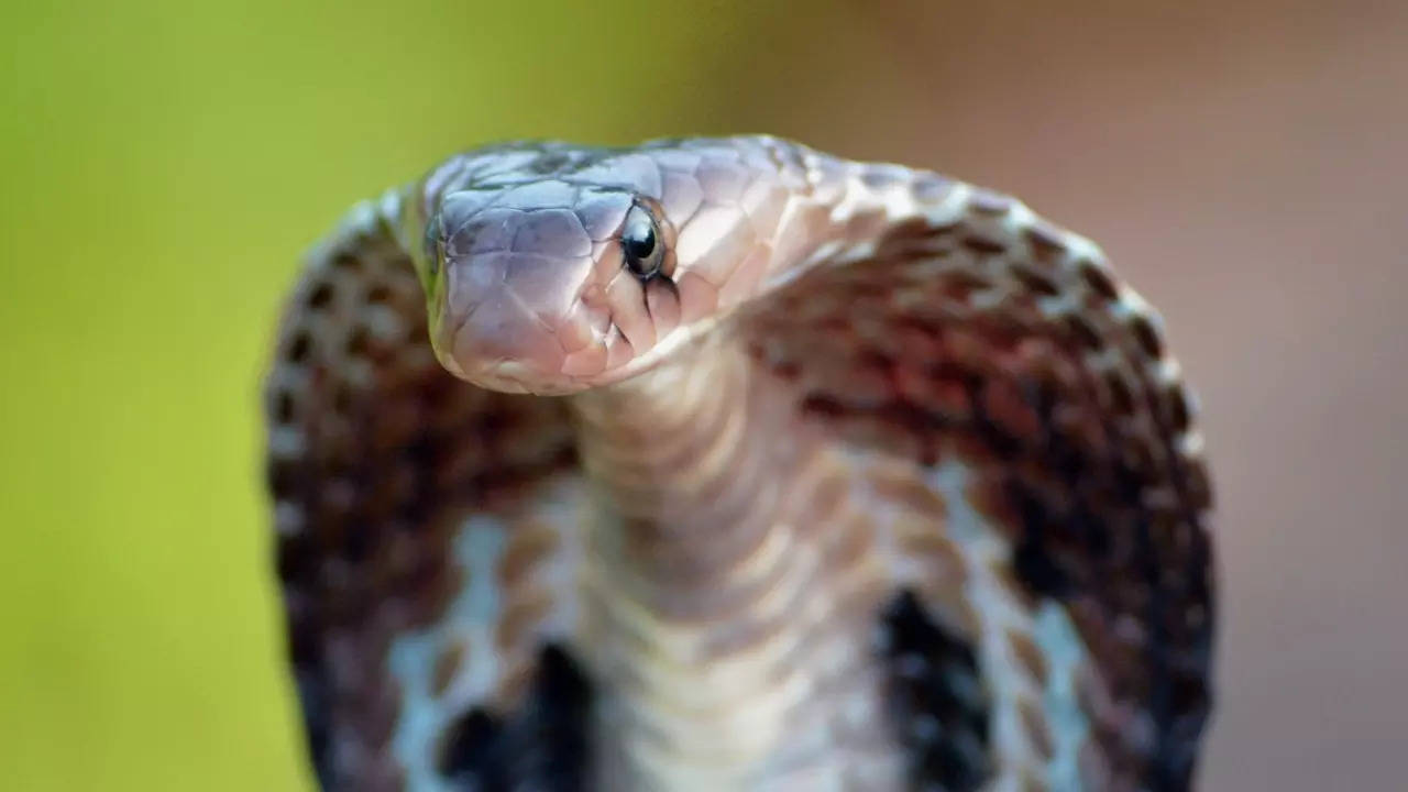 Santosh Lohar survived the snakebite while the animal wound up dead. | Getty Images via Canva Pro