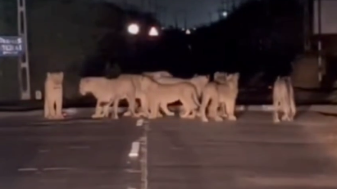 gujarat state highway lions