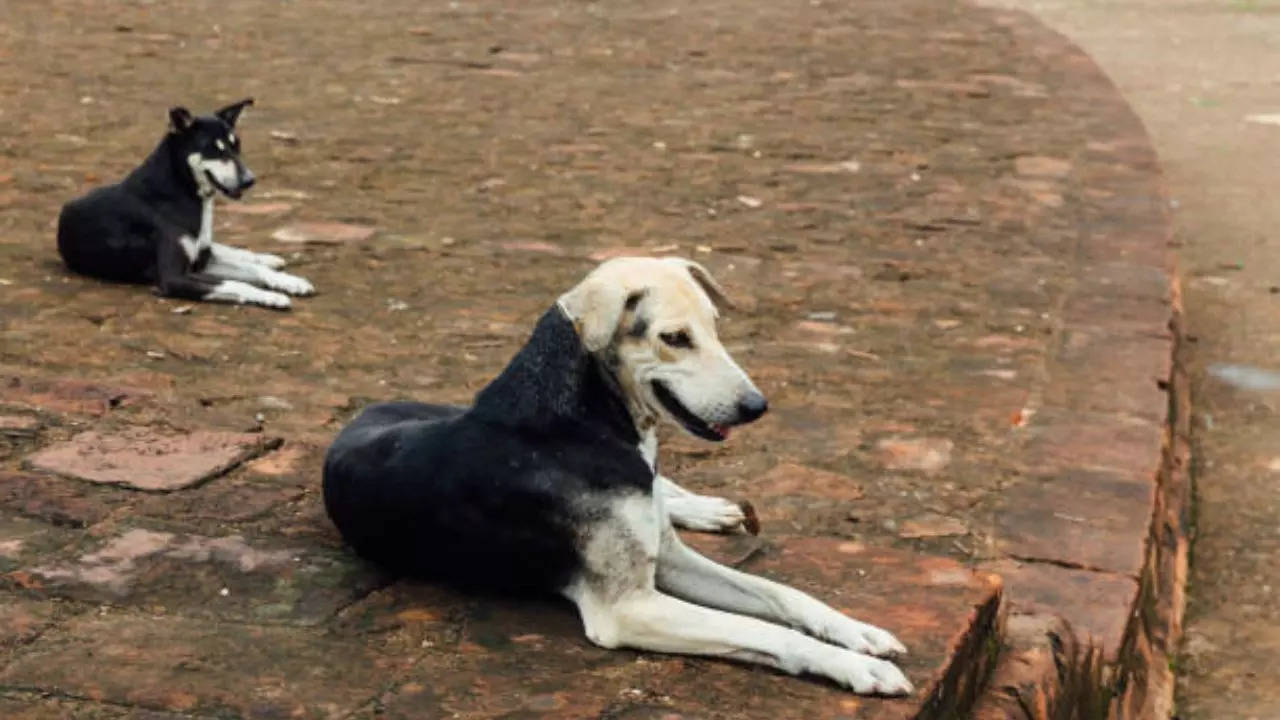 Representative Image: Stray Dogs