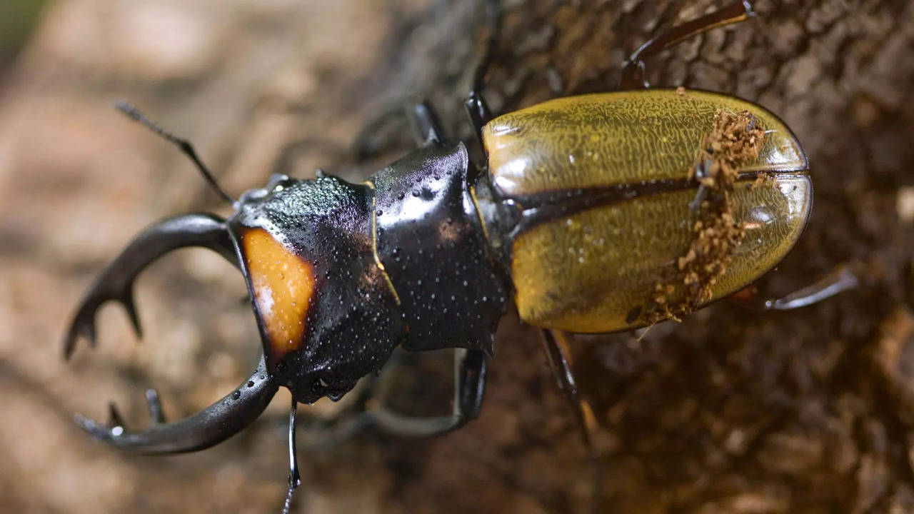 stag beetles are known as the most expensive insect in the world what is special about these