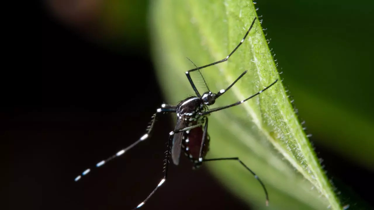 Over One-Third Of States In The US Have Reported The West Nile Virus