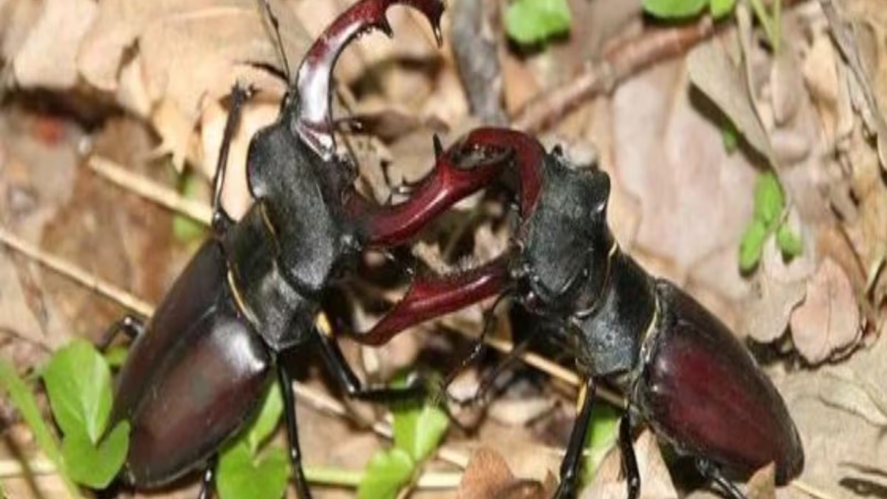 Stag Beetle