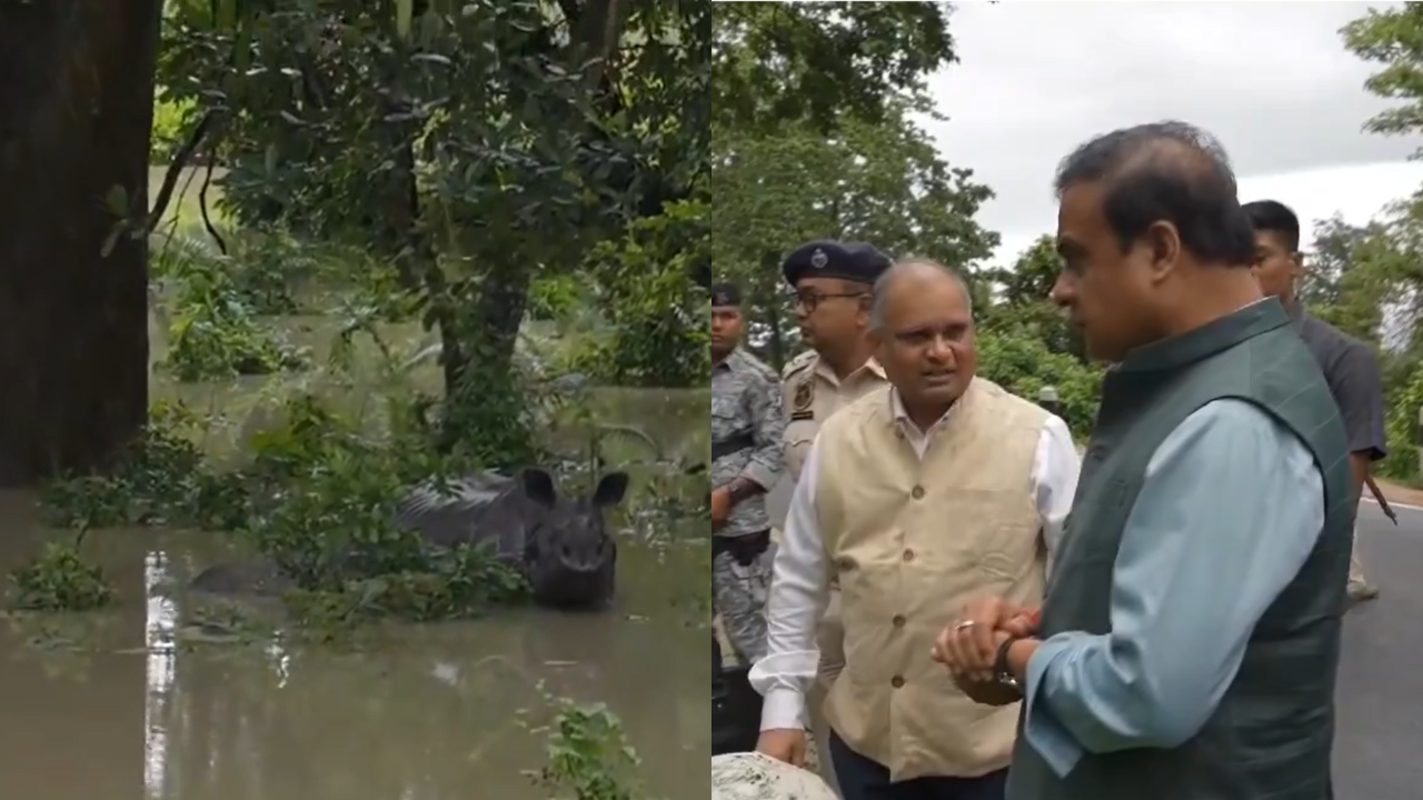 131 Wild Animals Dead Due To Floods In Assam's Kaziranga, CM Shares Video Of Stranded Baby Rhino; WATCH