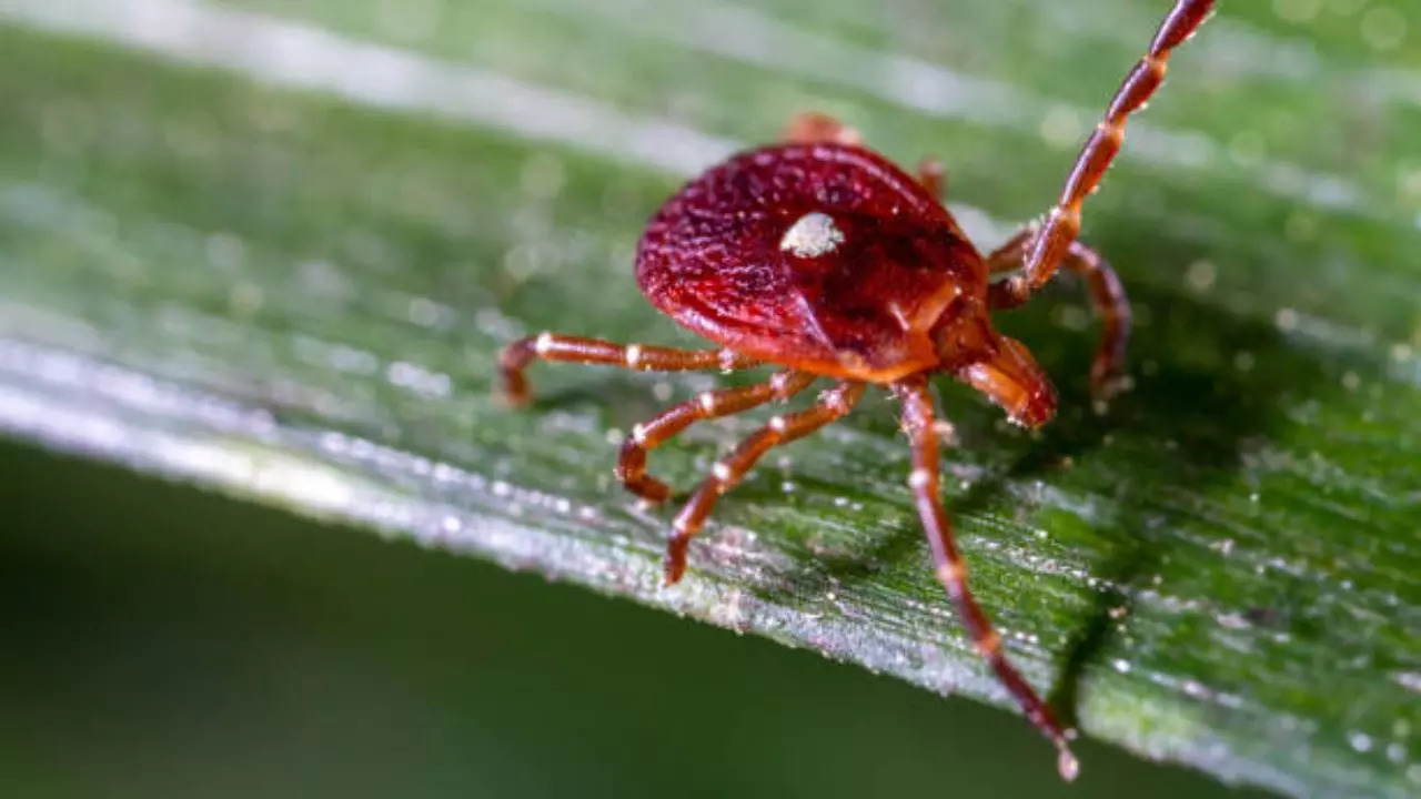 Ticks causing Meat Allergy Spreading Across the Northern US